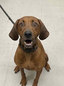 Hound Dogs Available for Adoption - Sadie | PetCurious