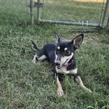 Tito -  Mixed Breed Dog for Adoption in Fredericksburg, Virginia - Tito | PetCurious
