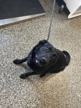 Ellie -  Mixed Breed Dog Available for Adoption in Columbia, Tennessee - Ellie | PetCurious