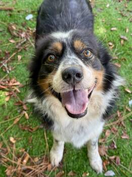 HENRY -  Australian Shepherd and Mixed Breed Dog for Adoption in Fort Walton Beach, Florida - HENRY | PetCurious