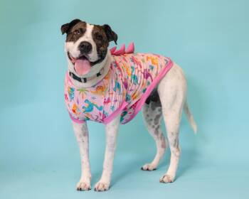 Molly -  Bulldog and American Staffordshire Terrier Dog for Adoption in Pflugerville, Texas - Molly | PetCurious