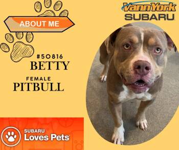 Rescue Pit Bull Terrier Dogs for Adoption in Randleman, North Carolina - Betty | PetCurious