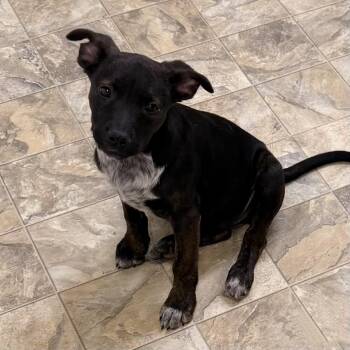 Australian Cattle Dog Blue Heeler and Labrador Retriever Dogs Available for Adoption in Pilot Point, Texas - Chanel | PetCurious