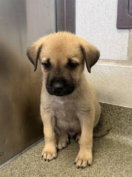 PO -  Mixed Breed Dog for Adoption in Dallas, Texas - PO | PetCurious
