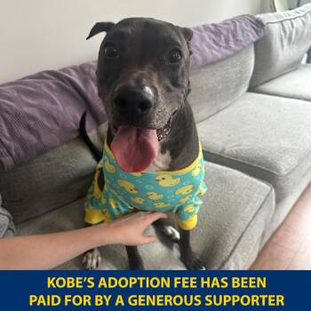 Kobe -  Mixed Breed Dog for Adoption in New York, New York - Kobe | PetCurious