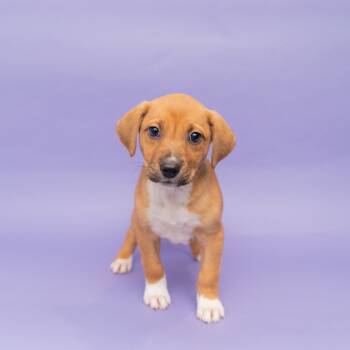 Rescue Mountain Cur and Mixed Breed Dogs for Adoption in New York, New York - Lucky Charms | PetCurious