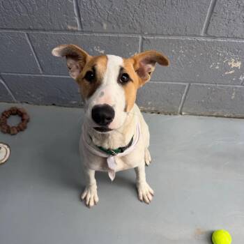 Bull Terrier and Mixed Breed Dogs Available for Adoption in Kyle, Texas - BULLSEYE | PetCurious