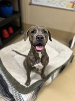 Rescue Pit Bull Terrier and Mixed Breed Dogs for Adoption in Chula Vista, California - SAMMY | PetCurious
