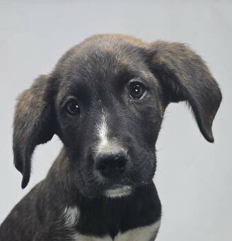 Plott Hound and Labrador Retriever Dogs Available for Adoption in Newport, Tennessee - Justify | PetCurious