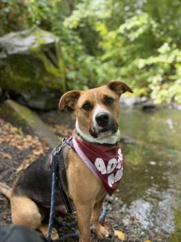 Mazikeen -  Mixed Breed Dog for Adoption in Roseburg, Oregon - Mazikeen | PetCurious