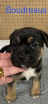 Mixed Breed Dogs Available for Adoption in Wyoming, Michigan - Boudreaux | PetCurious