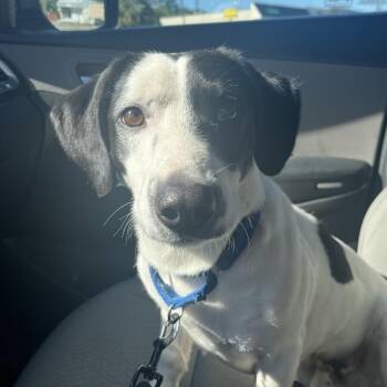 Snoopy -  Basset Hound Dog for Adoption in Columbia, South Carolina - Snoopy | PetCurious