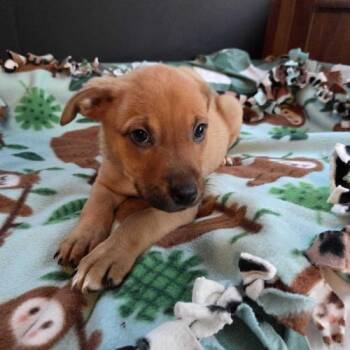 Jack -  Mixed Breed Dog for Adoption in Toms River, New Jersey - Jack | PetCurious