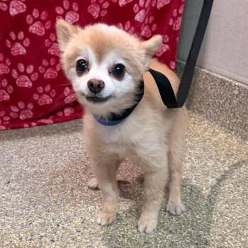 Sweet Pea -  Pomeranian Dog for Adoption in San Gabriel, California - Sweet Pea | PetCurious