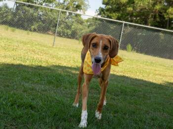 Lila -  Mixed Breed Dog for Adoption in Myrtle Beach, South Carolina - Lila | PetCurious