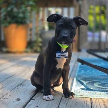 Sneakers -  Labrador Retriever Dog for Adoption in Wake Forest, North Carolina - Sneakers | PetCurious