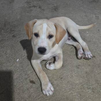 Rescue Mixed Breed and Labrador Retriever Dogs for Adoption in Guaynabo, Guaynabo - Paul | PetCurious