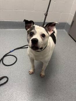 MAMA COCO -  Pit Bull Terrier Dog for Adoption in Indianapolis, Indiana - MAMA COCO | PetCurious