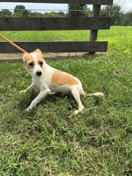 Gizzie -  Terrier Dog for Adoption in Wauchula, Florida - Gizzie | PetCurious