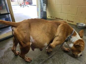 Artemis -  Pit Bull Terrier Dog for Adoption in Swainsboro, Georgia - Artemis | PetCurious