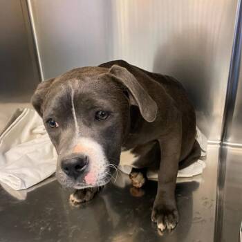 Mixed Breed Dogs Available for Adoption - Magenta | PetCurious