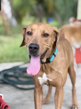 Skiff -  Coonhound and Affenpinscher Dog for Adoption in Lorida, Florida - Skiff | PetCurious