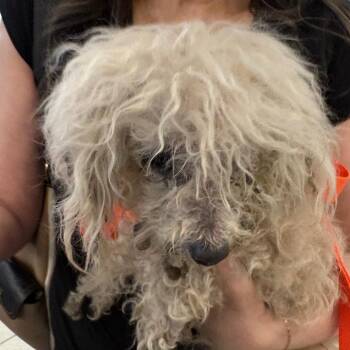 Tinkerbell -  Mixed Breed Dog for Adoption in Columbus, Georgia - Tinkerbell | PetCurious