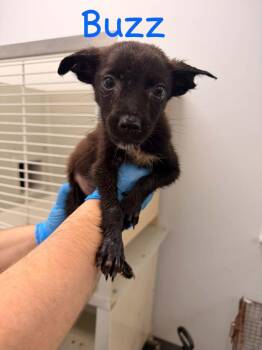 Buzz -  Mixed Breed Dog for Adoption in Hillsboro, Ohio - Buzz | PetCurious