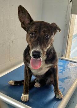 Coffee -  Shepherd and Mixed Breed Dog for Adoption in Gainesville, Florida - Coffee | PetCurious