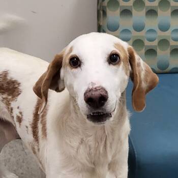 Rescue Hound Dogs for Adoption in Chatham, Virginia - Leopold | PetCurious