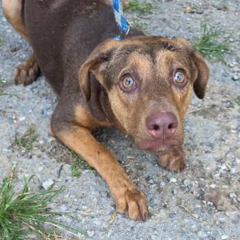 Caramel -  Mixed Breed Dog for Adoption in Denison, Texas - Caramel | PetCurious