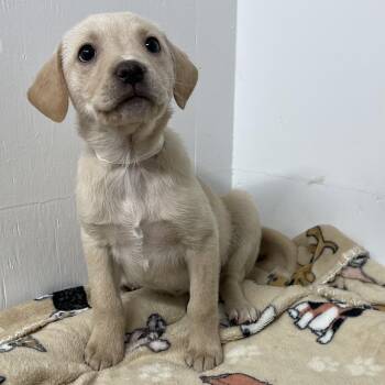 Rescue Labrador Retriever and Hound Dogs for Adoption in Kannapolis, North Carolina - Waverly | PetCurious