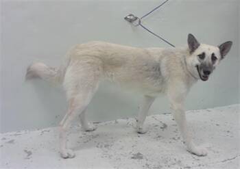 Rescue German Shepherd Dog and Mixed Breed Dogs for Adoption in Houston, Texas - SYDNEY | PetCurious