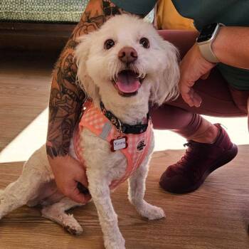 Minerva 12196 -  Maltese Dog for Adoption in San Francisco, California - Minerva 12196 | PetCurious