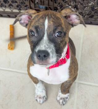 Moose -  American Staffordshire Terrier and Pit Bull Terrier Dog for Adoption in Pompano Beach, Florida - Moose | PetCurious