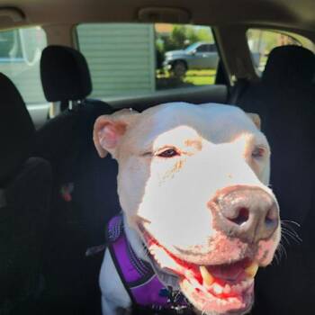 Angus -  Pit Bull Terrier Dog for Adoption in Memphis, Tennessee - Angus | PetCurious