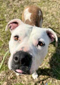 Terrier Dogs Available for Adoption - Mabel | PetCurious