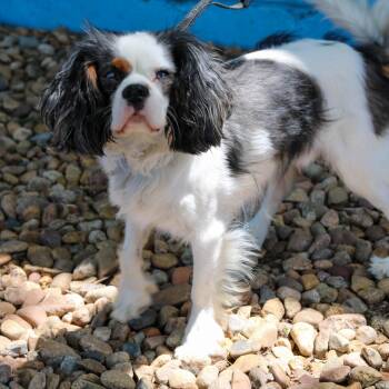 Oliver -  Cavalier King Charles Spaniel Dog for Adoption in Denver, Colorado - Oliver | PetCurious