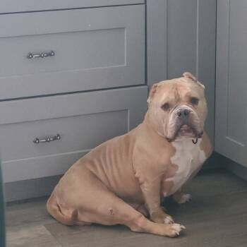 Rescue English Bulldog Dogs for Adoption in Huber Heights, Ohio - Fancy | PetCurious