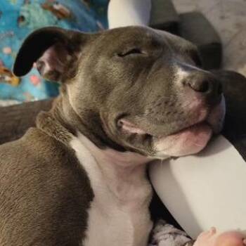 Pit Bull Terrier Dogs Available for Adoption - Riya | PetCurious