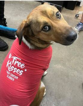 Shepherd and Beagle Dogs Available for Adoption - Hulk | PetCurious