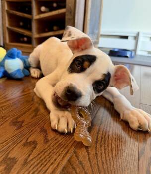 Rubble -  Pit Bull Terrier and Hound Dog for Adoption in Greenlawn, New York - Rubble | PetCurious