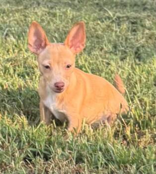 Fendley -  Chihuahua and Dachshund Dog for Adoption in Smyrna, Georgia - Fendley | PetCurious