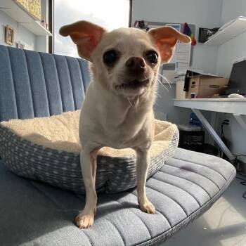 Lola -  Chihuahua Dog for Adoption in Roanoke, Virginia - Lola | PetCurious