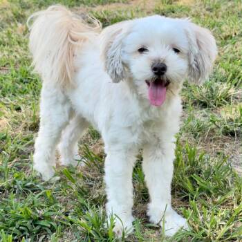 Suki (Bella) -  Maltese and None Dog for Adoption in Jacksboro, Tennessee - Suki (Bella) | PetCurious