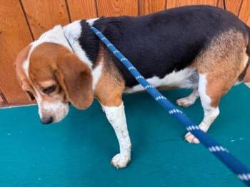 Skittles -  Beagle Dog for Adoption in Kent, Washington - Skittles | PetCurious