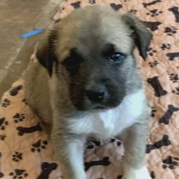 Shepherd Dogs Available for Adoption in Seguin, Texas - Meeko | PetCurious