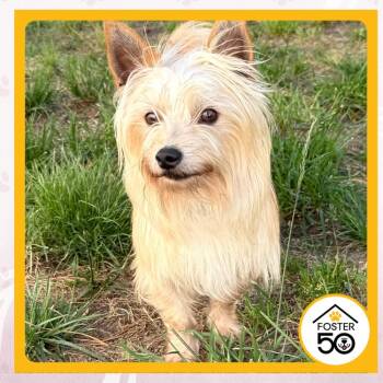 Irish Rebellion -  Mixed Breed Dog Available for Adoption in Toms River, New Jersey - Irish Rebellion | PetCurious