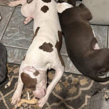 Patches (formerly Domo) -  Pit Bull Terrier and Mixed Breed Dog for Adoption in Glendale, Arizona - Patches (formerly Domo) | PetCurious