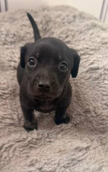 Blaze -  Chihuahua and Dachshund Dog Available for Adoption in Carmel Hamlet, New York - Blaze | PetCurious